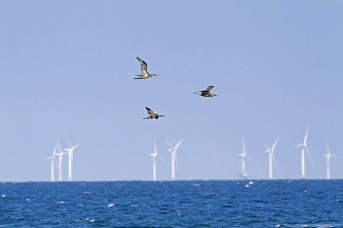 FLPA  memory stick 12.2014